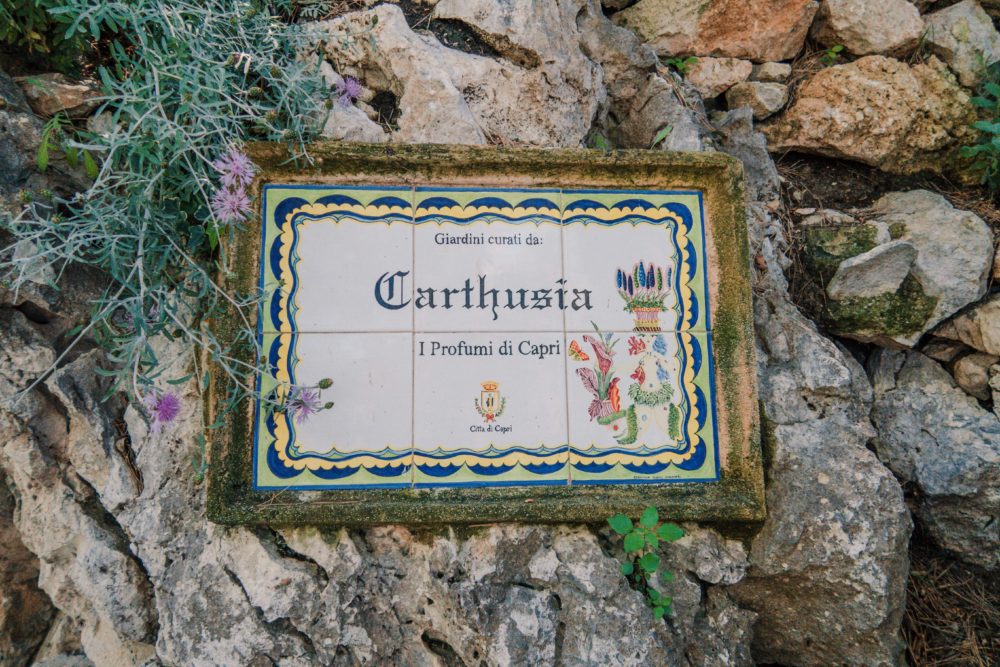 carthusia capri