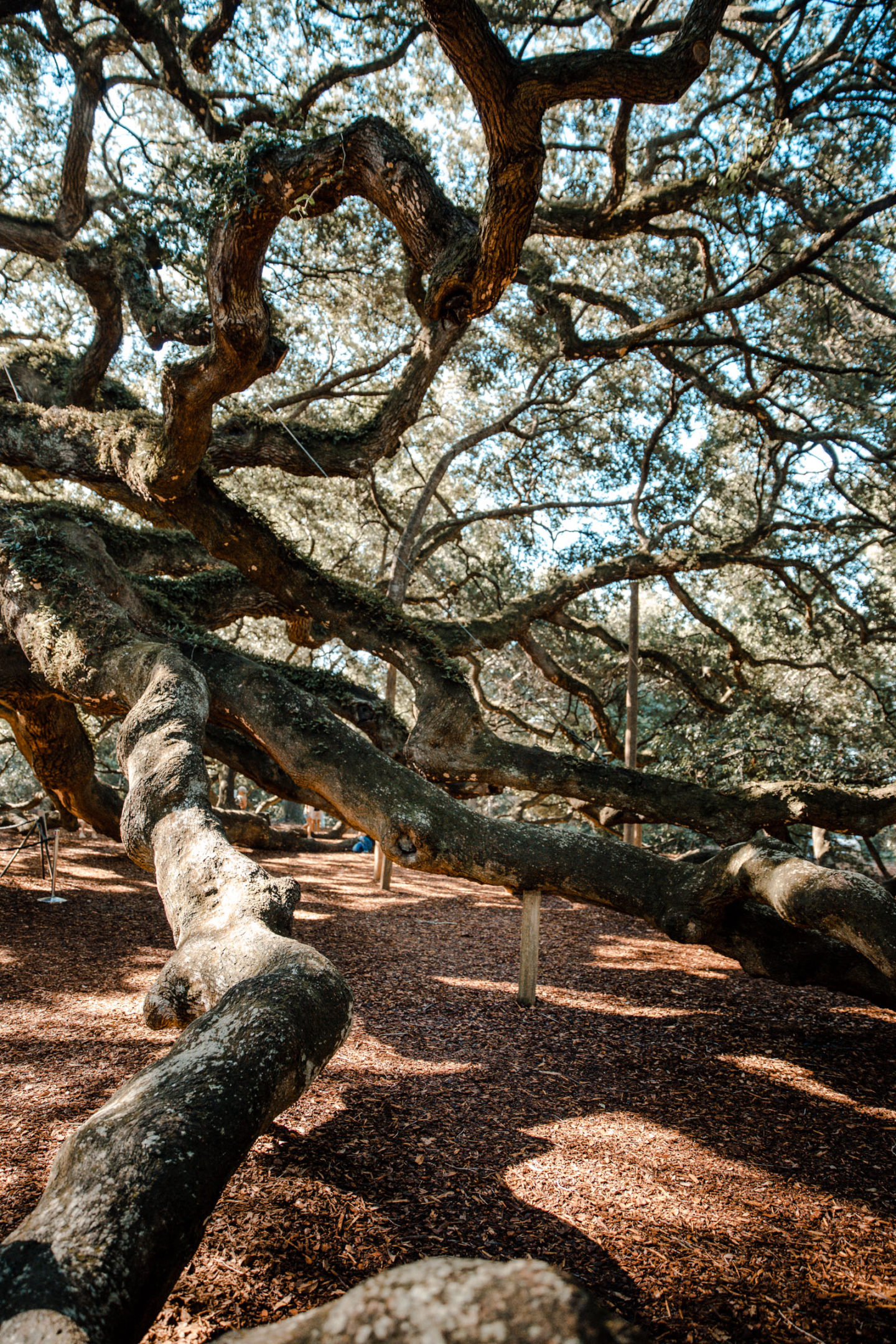 Charleston South Carolina Angel Oak Tree